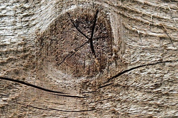 дърво възел, дъб, детайли, дървесина, дизайн, стар, кафяво дърво
