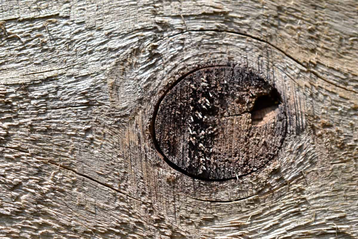 en bois noeud, bois franc, chêne, vieux, texture, arbre, mires, trou, brun, détail