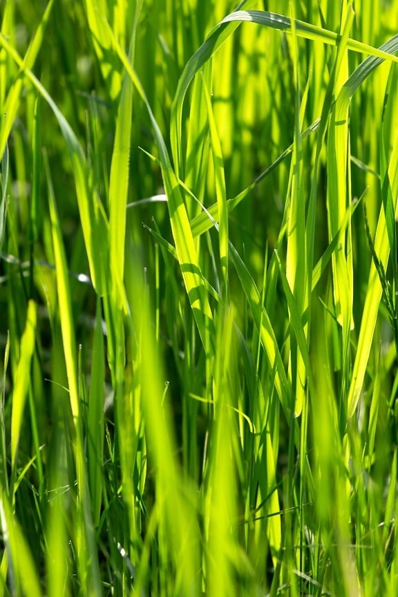 Flora, liści, trawy, ryżu, pola, roślin, żywności, łąka, trawnik
