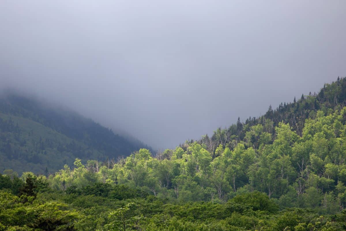 træ, sky, bjerg, træ, tåge, natur, landskab, tåge, skov