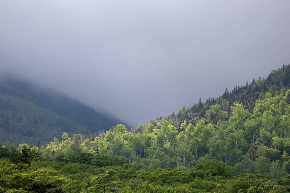 木头, 天空, 山, 树, 薄雾, 自然, 风景, 雾, 森林