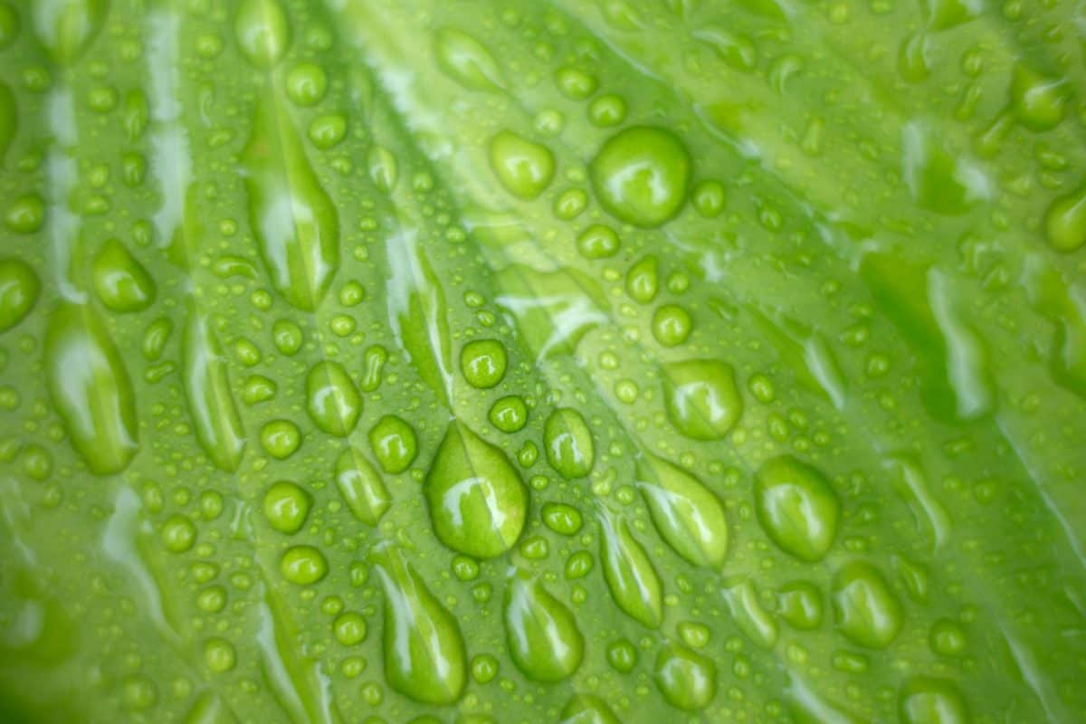 식물, 잎, 비, 액체, 물방울, 빗방울, 습기, 젖은,이 슬