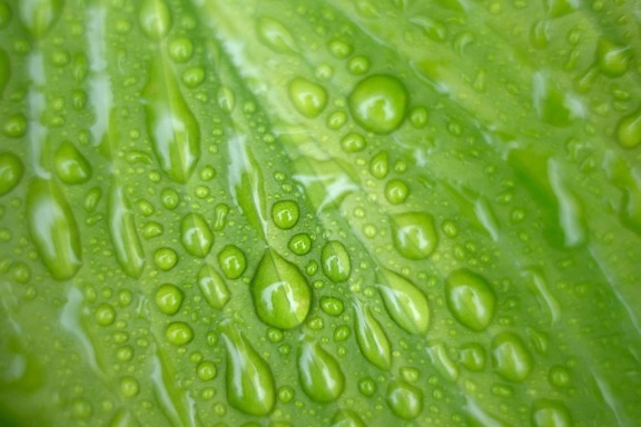 植物, 叶, 雨, 液体, 水滴, 雨滴, 湿气, 湿, 露水