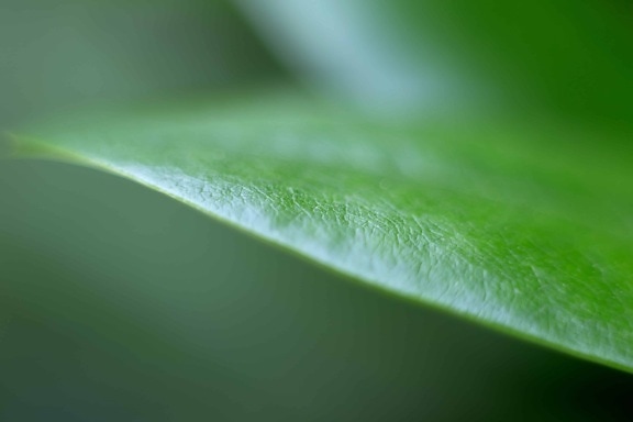 природа, зелений лист, флори, детально, тінь