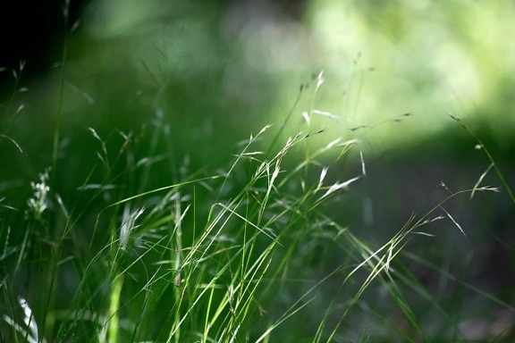 ฝน พืช ใบ ธรรมชาติ สวน หญ้าสีเขียว ฤดูร้อน