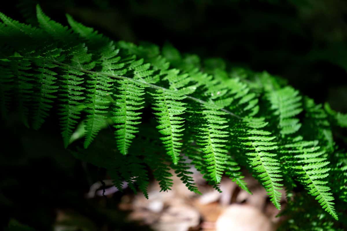 leaf, nature, fern, flora, shadow, branch, ecology, plant, forest