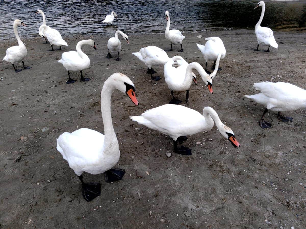Cisne blanco, naturaleza, pluma, lago, aves, aves acuáticas, agua