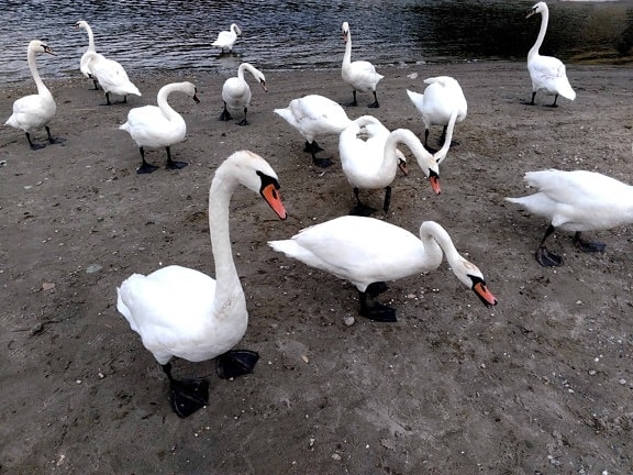 white swan, nature, feather, lake, bird, waterfowl, water