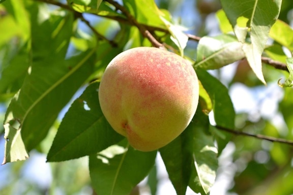 peach, orchard, nature, summer, fruit, leaf, food, tree, garden, branch