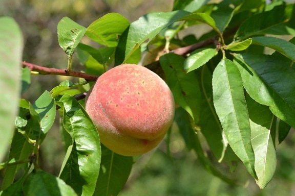 luonnosta puu, peach, orchard, sivuliikkeen, ruoka, flora, lehtiä, hedelmiä
