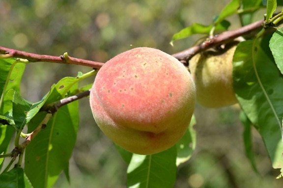 fruit, peach, orchard, flora, leaf, branch, nature, tree, food, agriculture