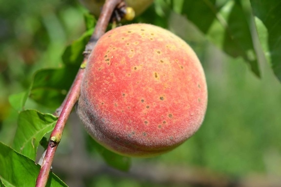 พีช ออร์ชาร์ด ธรรมชาติ อาหาร ใบ ผลไม้ ต้นไม้ หวาน อินทรีย์
