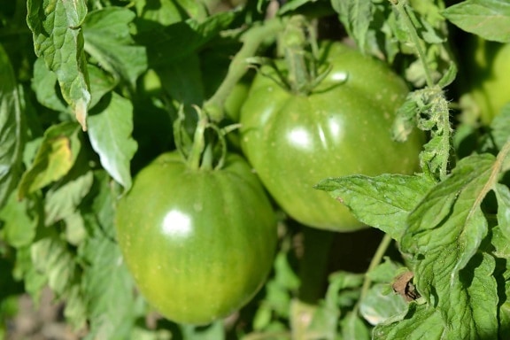 овочеві, зелений, томатний природи продовольства, сільського господарства, харчування, Плід, листя