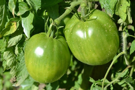 зелени домати, храна, листа, плодове, природа, растителни, селско стопанство, хранене