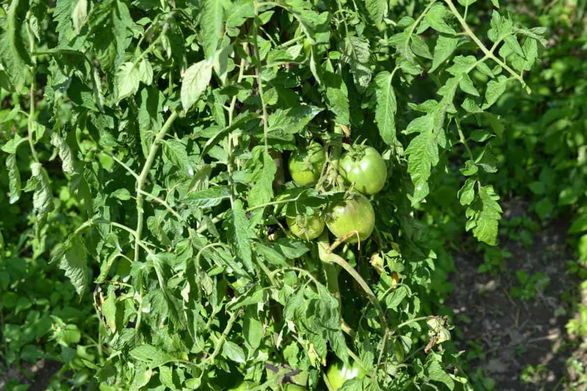グリーン トマト、温室効果、夏、植物、食品、農業、野菜、自然、葉