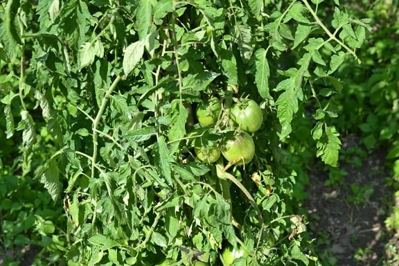 tomate verde, estufa, verão, flora, comida, agricultura, vegetal, natureza, folha