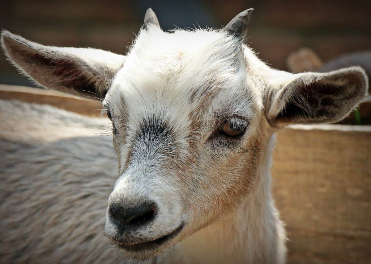 cute, animal, portrait, nature, animal, goat, young