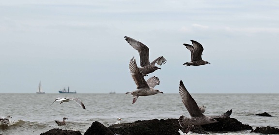 海鸥, 鸟, 海, 船, 海岸, 岩石, 动物