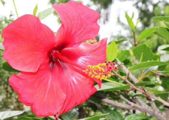 red hibiscus, pistil, nature, flora, summer, leaf, flower, garden, plant, blossom