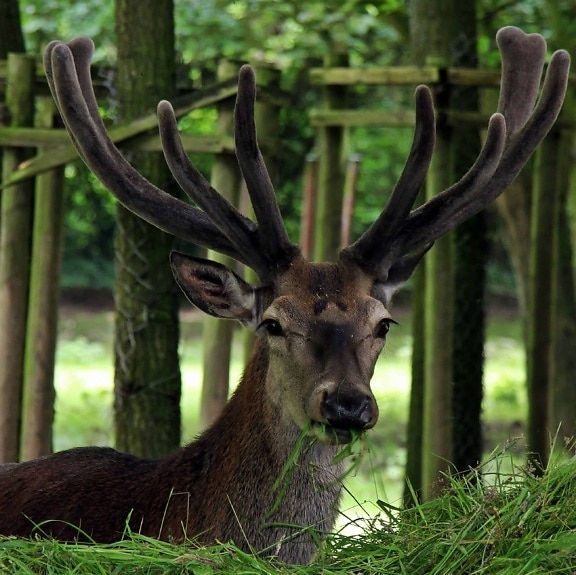 wildlife, deer, horn, wood, antler, forest, animal