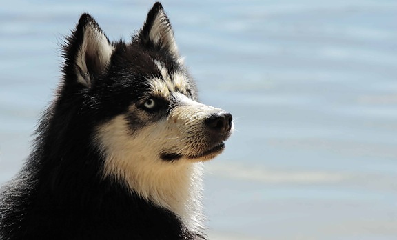 zwarte hond, bont, daglicht, outdoor, schattig, water, dier