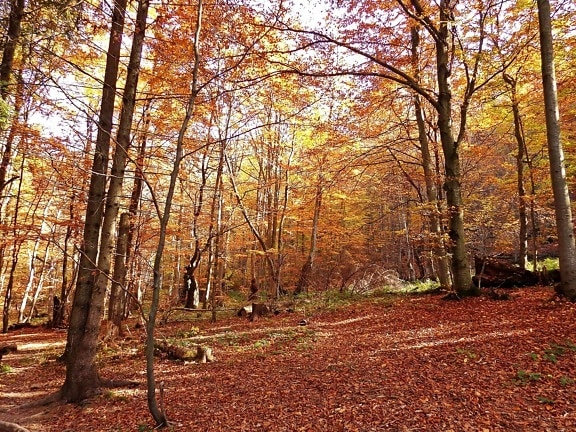 Landschaft, Holz, Natur, Baum, Blatt, Herbst, Wald, Birke