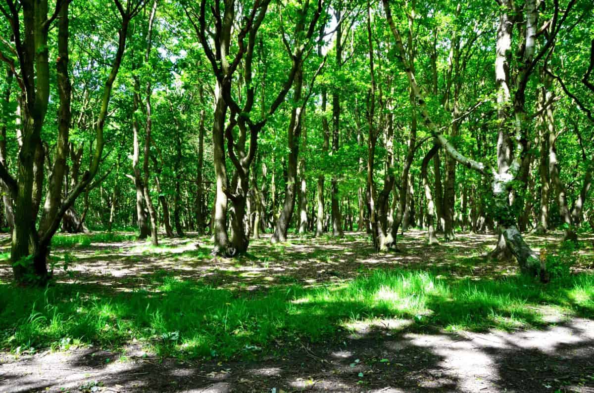 Hình ảnh cánh rừng xanh ngát xanh đem lại cảm giác yên bình khó tả nhưng ẩn  chứa đằng sau đó là sự thật khó tin