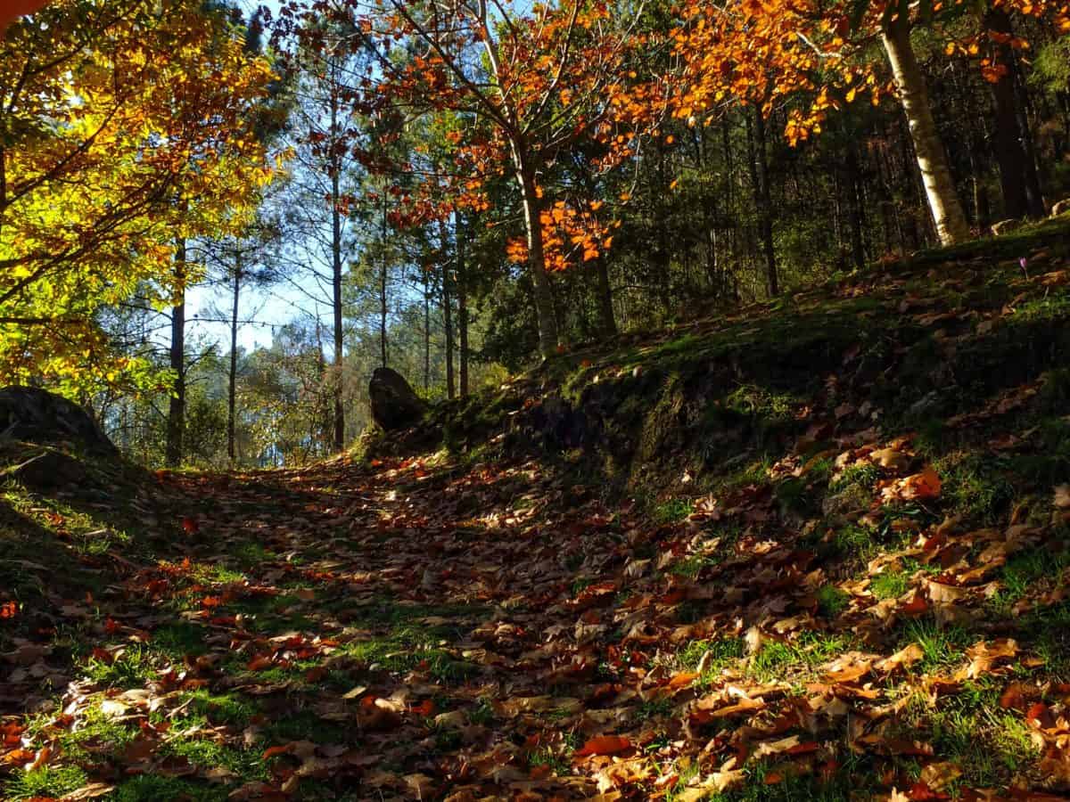 jesień, cień, krajobraz, liść, natura, drewno, drzewa, trawa, odkryty