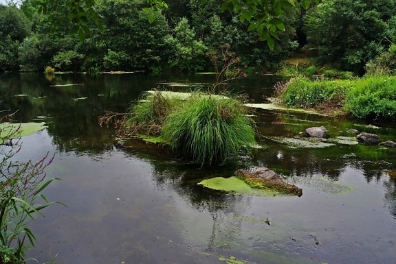 swamp, water, aquatic plant, nature, river, stream, lake, landscape, reflection