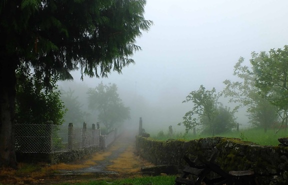 мъгла, пейзаж, дърво, мъгла, гората, дневна светлина, трева, влага, Открит