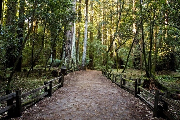 šumsku cestu, krajolika, prirode, drvo, okoliš, staza, drvo, list, pješačka staza