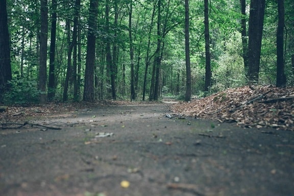 forest pathtree, landscape, wood, environment, leaf, road, nature, forest