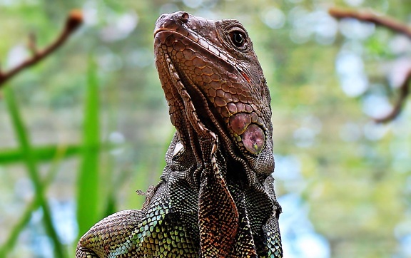 lizard, reptile, head, wildlife, iguana, eye, nature, animal