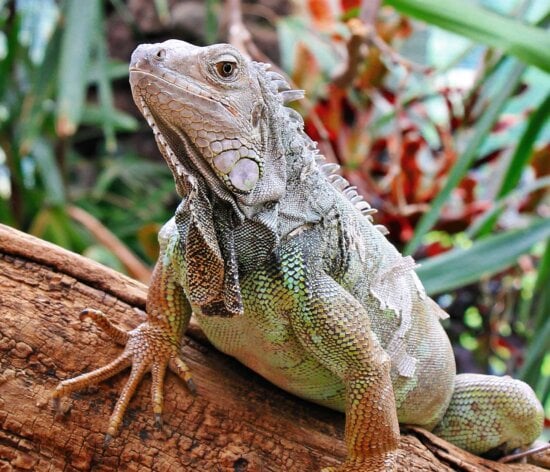 Free picture: wildlife, animal, macro, nature, reptile, lizard, green ...