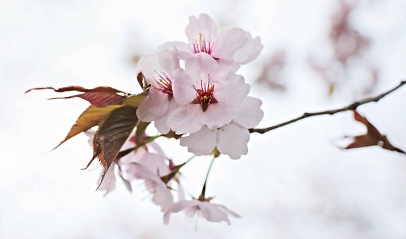 ветка, цветок, дерево, природа, листья, вишня, Япония