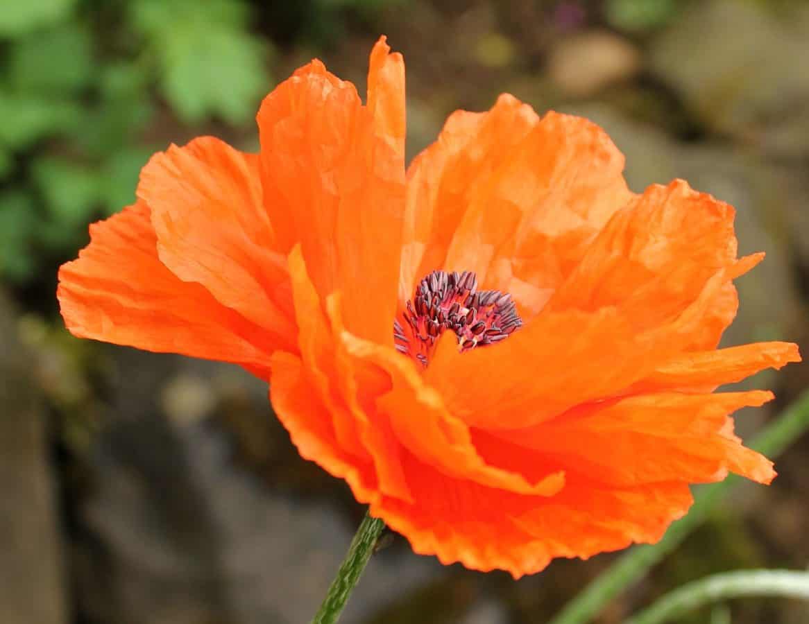 フリー写真画像 自然 花 植物 花びら オレンジ 花粉 植物
