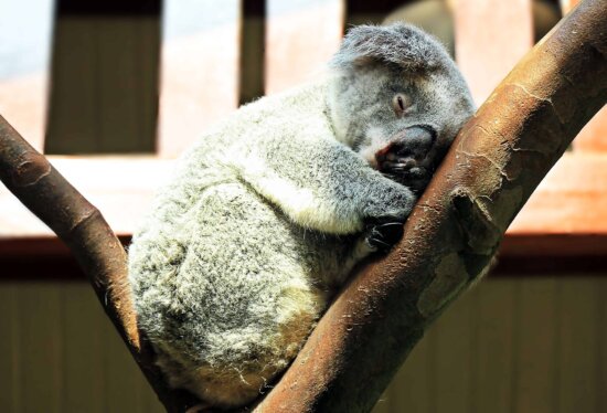 koala, satwa liar, liar, bulu binatang, pohon,