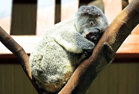 Koala, volně žijících živočichů, divoké, srst zvířat, strom,