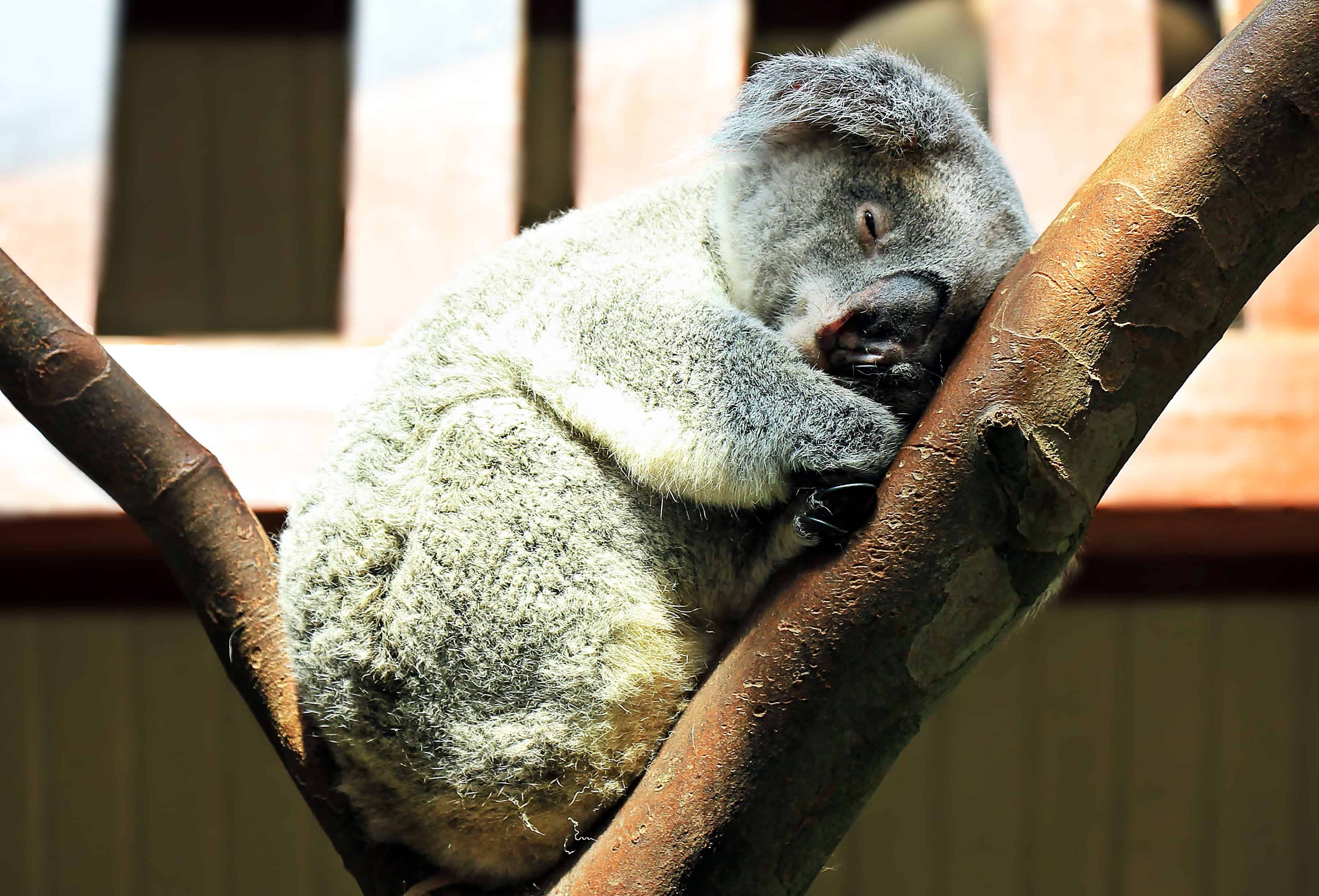 Imagen gratis: Koala, fauna, salvaje, pieles de animales, árboles,