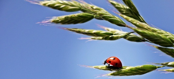 summer, nature, ladybug, blue sky, beetle, insect, arthropod, bug, plant