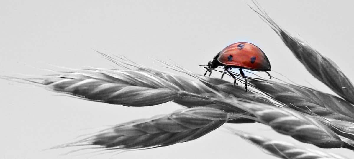 ladybug, monochrome, photomontage, insect, bug, plant, wheat