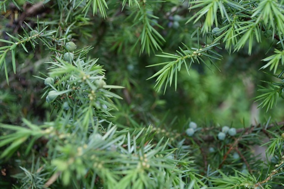 ต้นไม้ สน ฟลอรา เอเวอร์กรีน ธรรมชาติ สีเขียว ใบ สาขา กลางแจ้ง