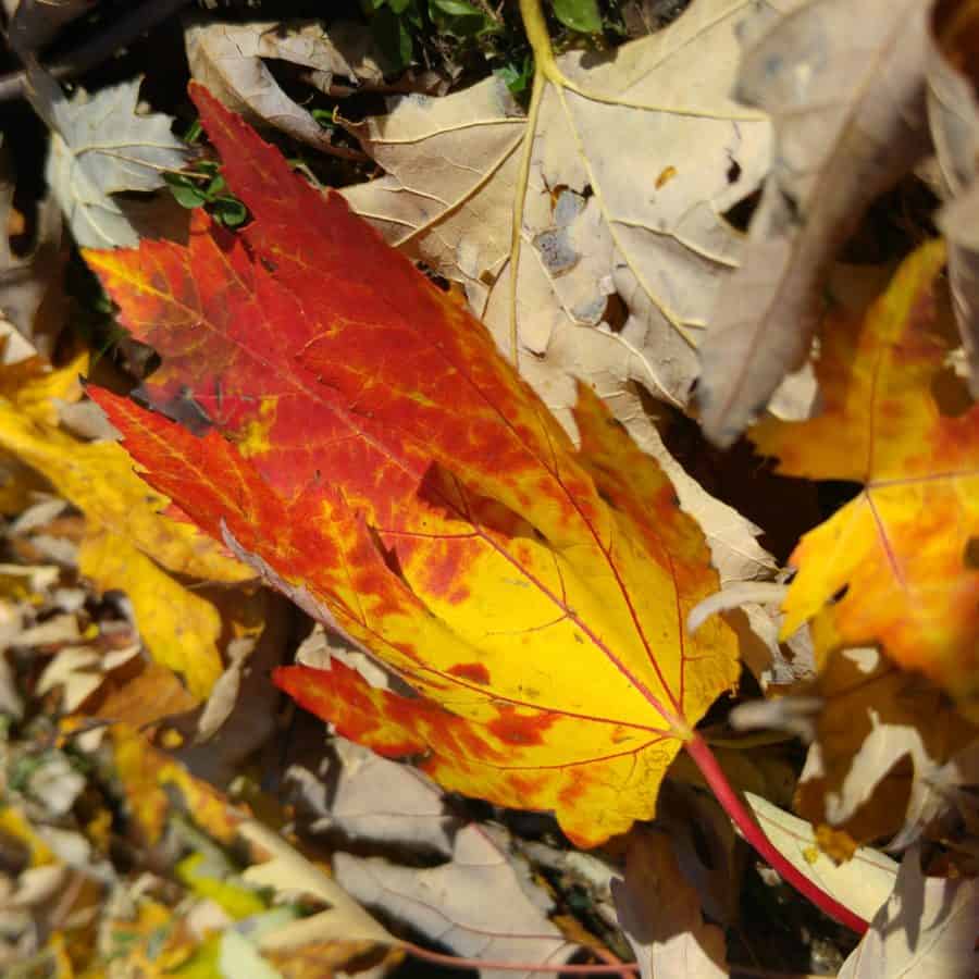herfst, hout, blad, natuur, gele bladeren