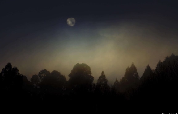 вечер, лунна светлина, дърво, Луната, мъгла, залез, пейзаж, силует, небе, зората