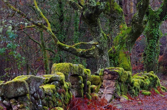 stone wall, lichen, national park, moss, tree, wood, landscape, nature, plant, forest