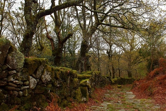 albero, muro di pietra, lichene, Parco nazionale, paesaggio, natura, foglia, legno, ambiente, foresta