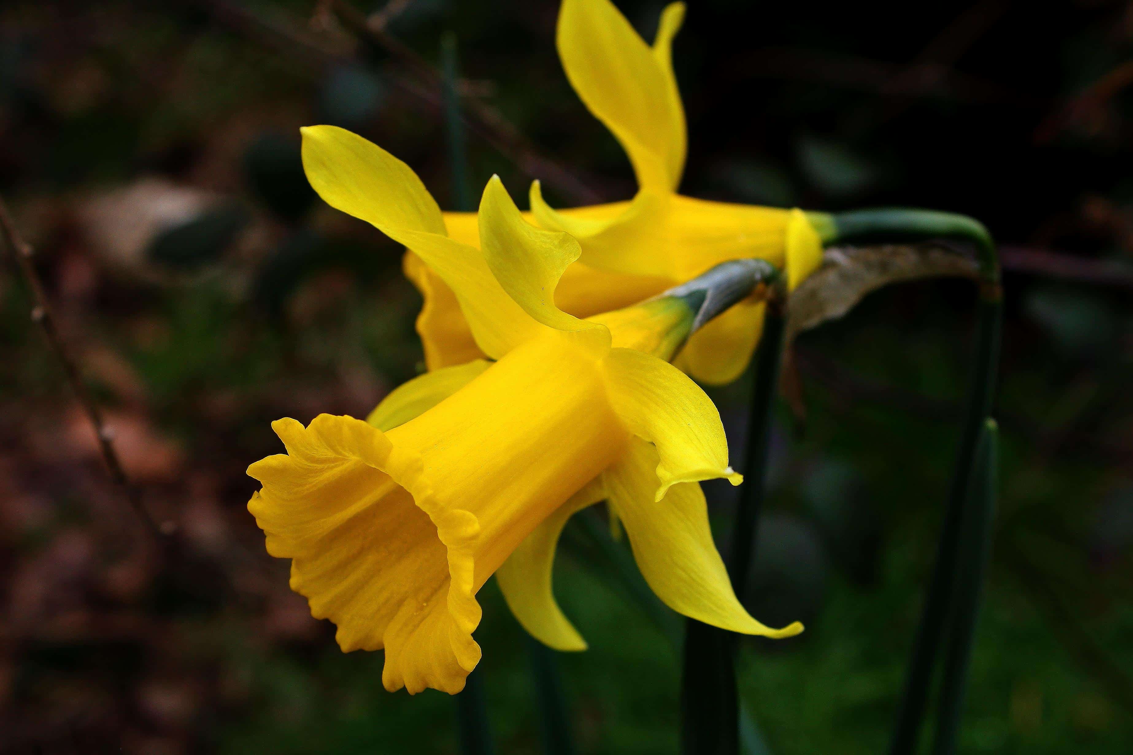 黄水仙的花期图片