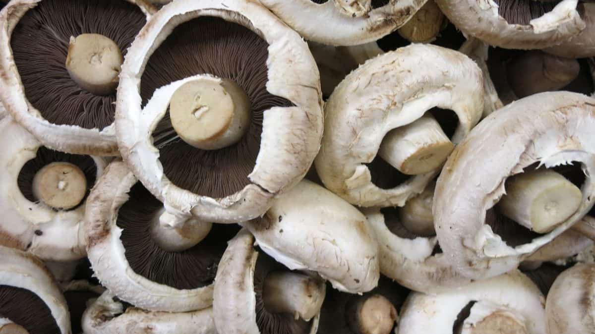 Champignon, ξύλο, άσπρο μανιτάρι, μύκητας, φαγητό, φύση
