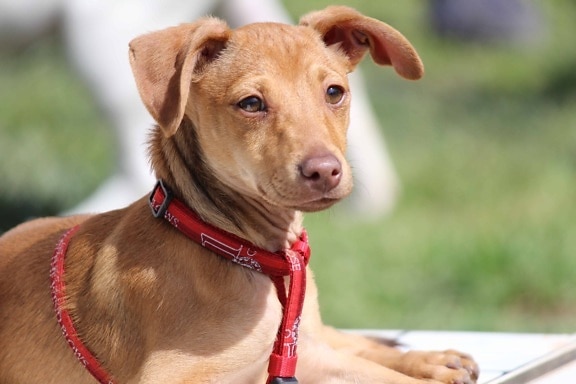 brown dog, red leash, portrait, cute, hound, canine, grass