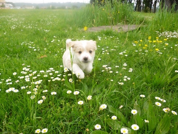 perro Terrier, césped, hierba, campo, verano, flor, naturaleza, pradera, al aire libre